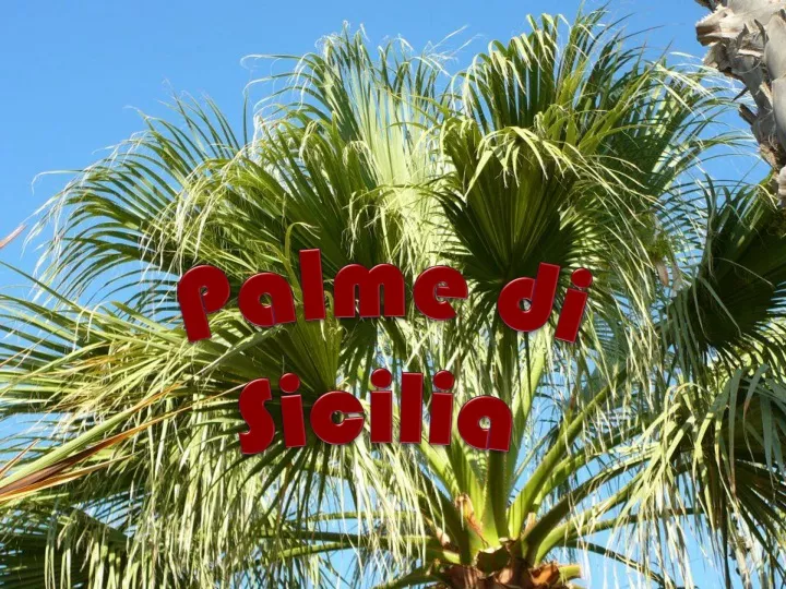 palme di sicilia