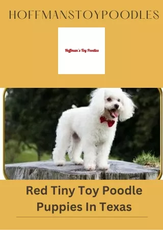 Buy Red Tiny Toy Poodle Puppies In Texas