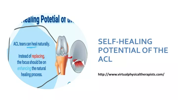 self healing potential of the acl