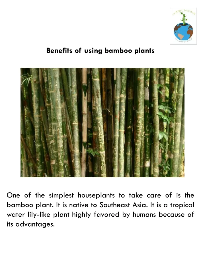 benefits of using bamboo plants
