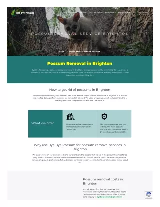 Possum Removal Service Brighton