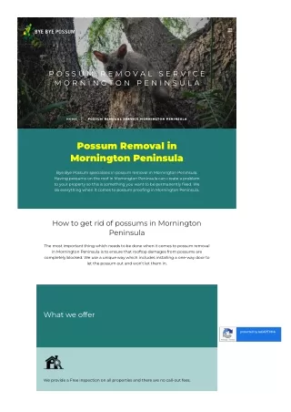 Possum Removal Service Mornington Peninsula