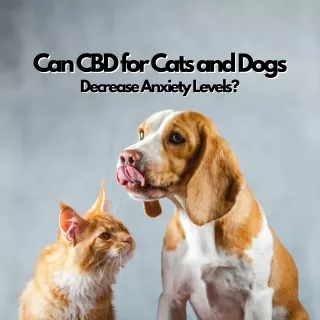 Can CBD for Cats and Dogs Decrease Anxiety Levels?