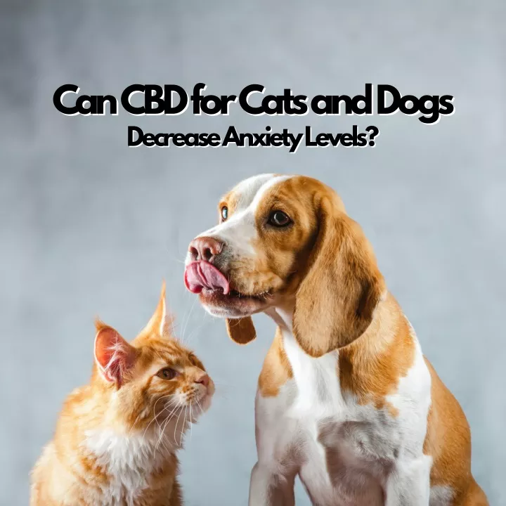 can cbd for cats and dogs can cbd for cats