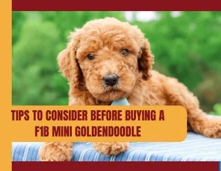 Tips for Buying F1b Mini Goldendoodles