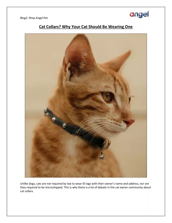 blog2 shop angel pet cat collars why your