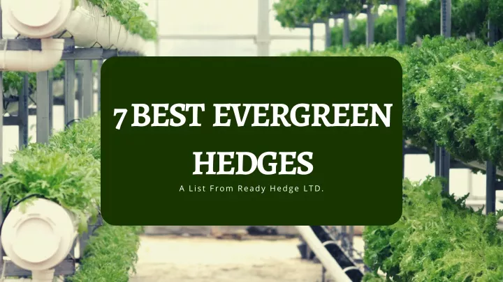 7 best evergreen hedges a list from ready hedge