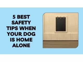 5 Best Safety Tips When Your Dog is Home Alone