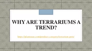 Why are terrariums a trend