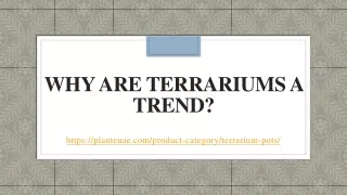 Why are terrariums a trend