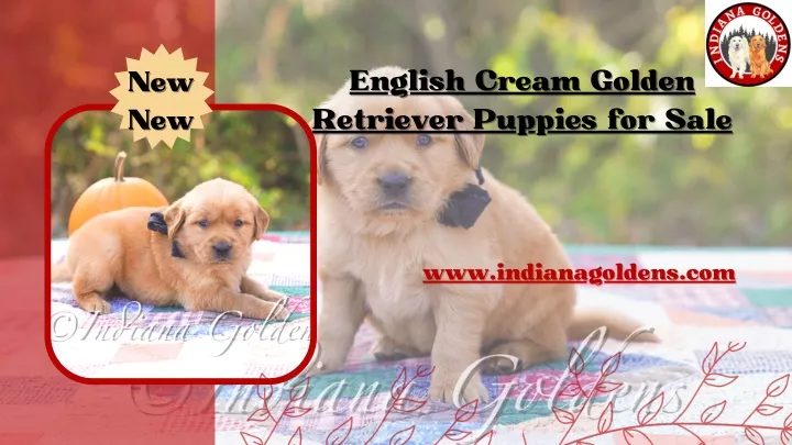 english cream golden english cream golden