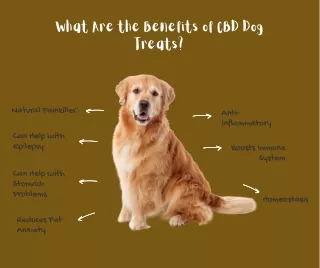 The Benefits of CBD Dog Treats