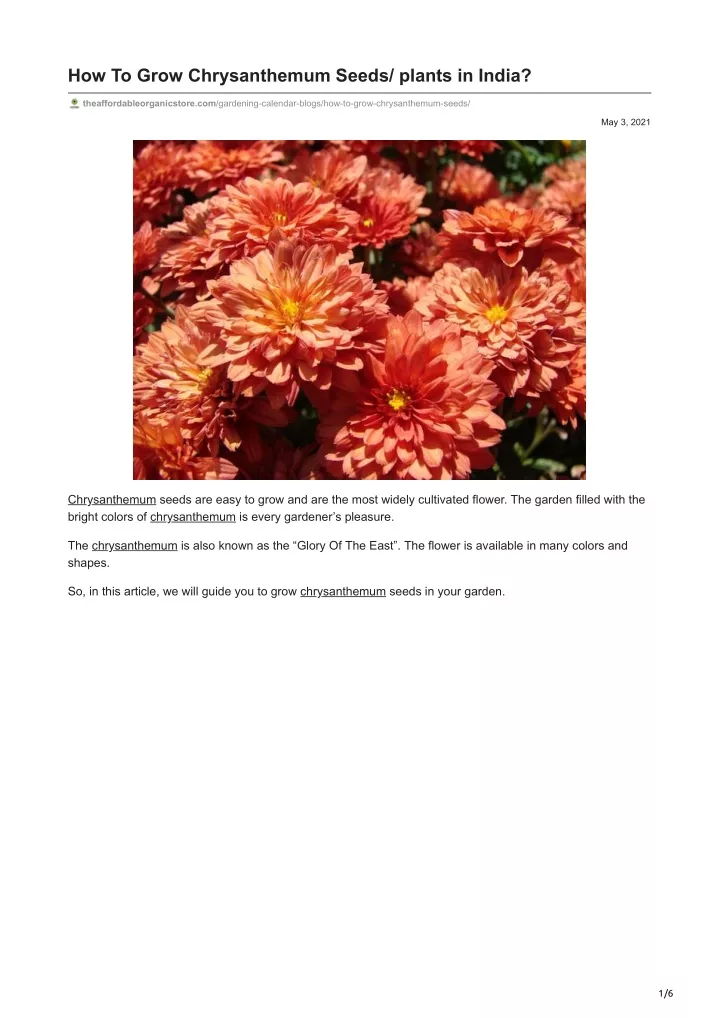 how to grow chrysanthemum seeds plants in india