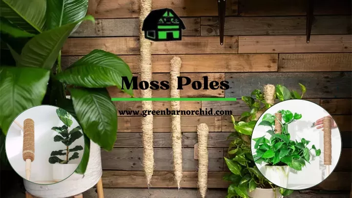 moss poles