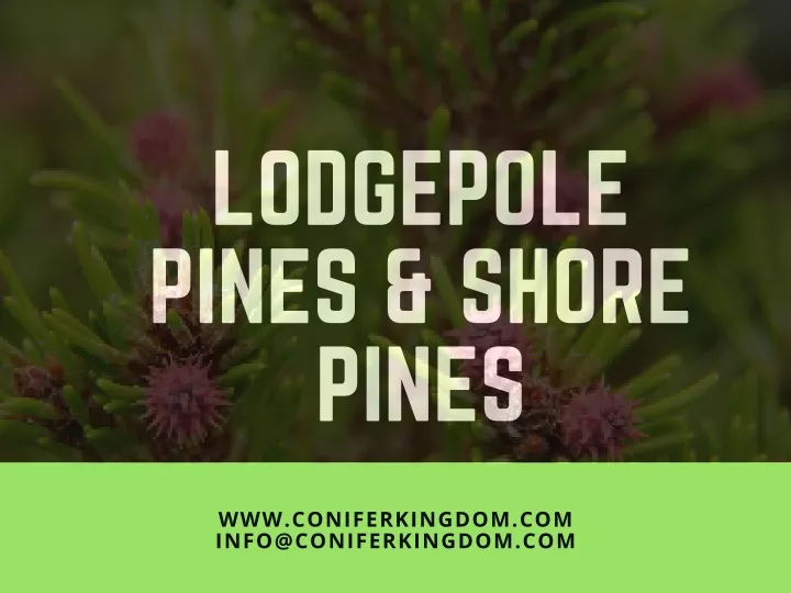 lodgepole pines shore pines info@coniferkingdom