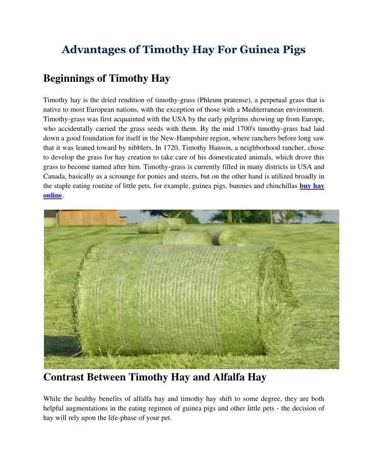 advantages of timothy hay for guinea pigs
