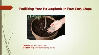 Fertilizing Your Houseplants In Four Easy Steps