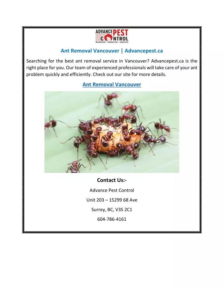 ant removal vancouver advancepest ca