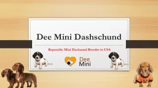 Mini Dachshund Puppies for Sale Near Me