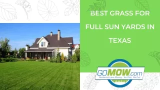 BEST GRASS FOR FULL SUN YARDS IN TEXAS