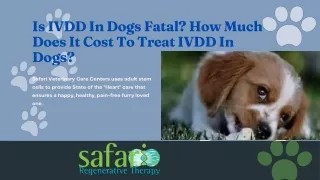 Is IVDD In Dogs Fatal How Much Does It Cost To Treat IVDD In Dogs