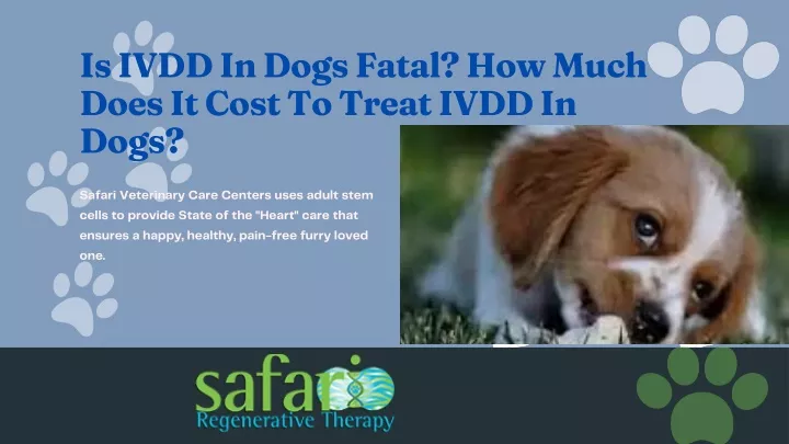 is ivdd in dogs fatal how much does it cost