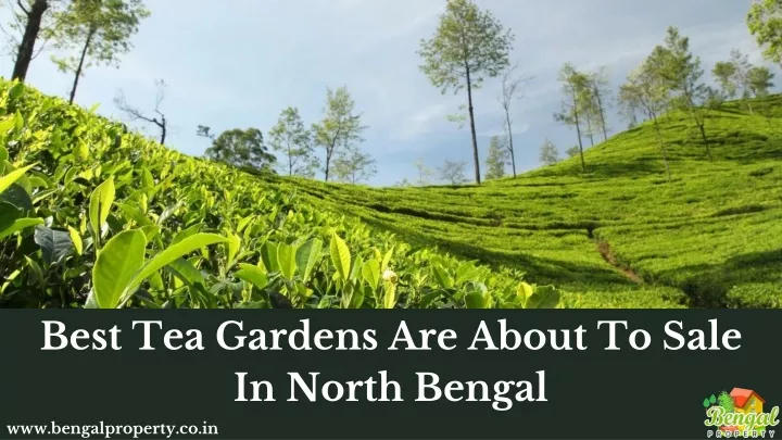 best tea gardens are about to sale in north bengal