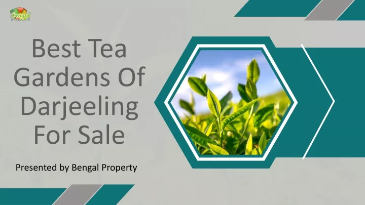 best tea gardens of darjeeling for sale