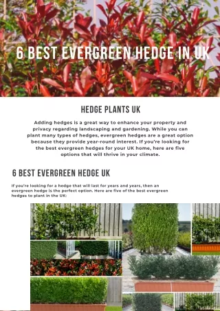 6 Best Evergreen Hedge In UK
