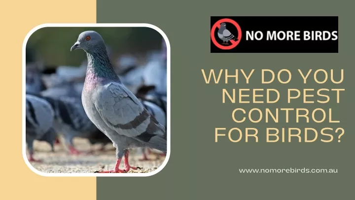 why do you need pest control for birds