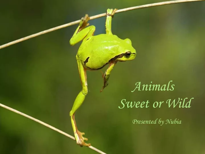 animals sweet or wild