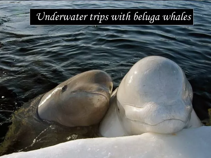 underwater trips with beluga whales