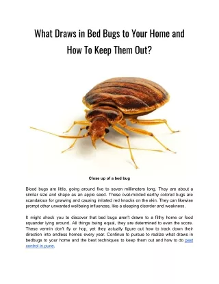 What Draws in Bed Bugs to Your Home and How To Keep Them Out