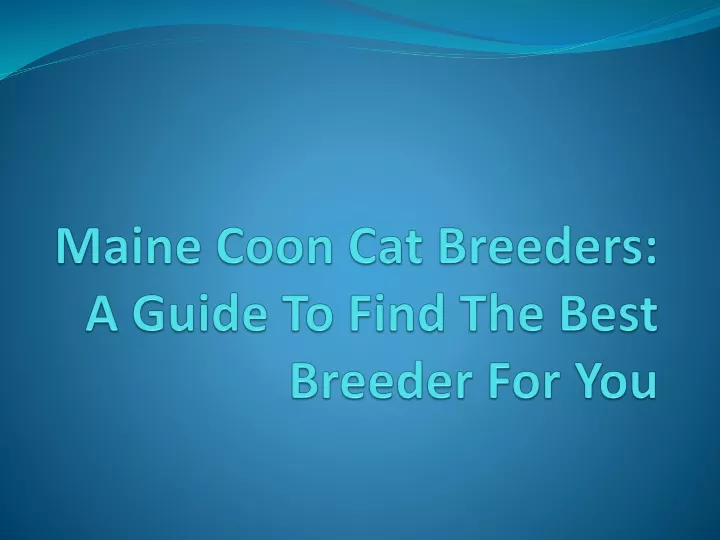 maine coon cat breeders a guide to find the best breeder for you