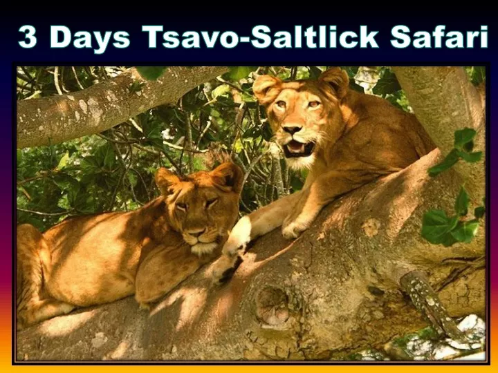 3 days tsavo saltlick safari