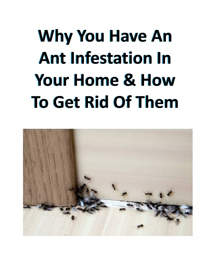 why you have an ant infestation in your home