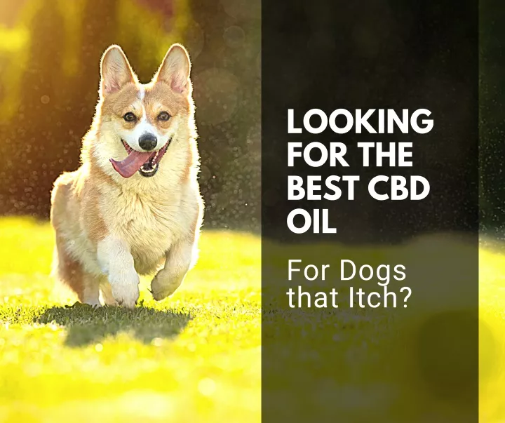 looking for the best cbd oil for dogs that itch