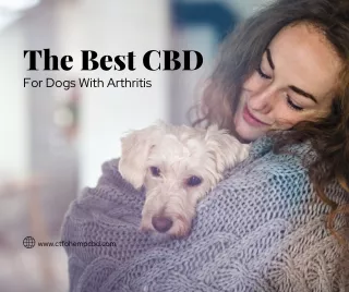 The Best CBD For Dogs With Arthritis