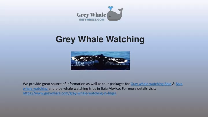 grey whale watching