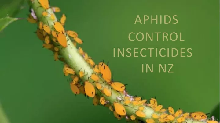 aphids control insecticides in nz