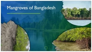 Mangroves of Bangladesh