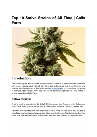 Top 10 Sativa Strains of All Time _ Calis Farm