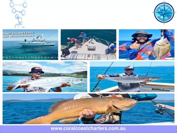 www coralcoastcharters com au