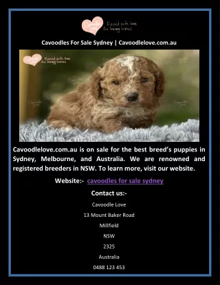 Cavoodles For Sale Sydney | Cavoodlelove.com.au