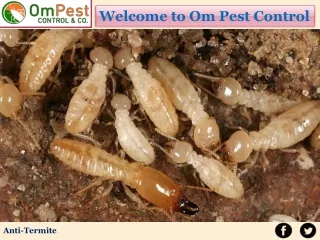 Hire Best Pest Control Services Odisha