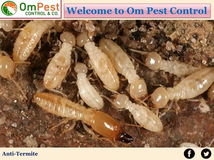 welcome to om pest control
