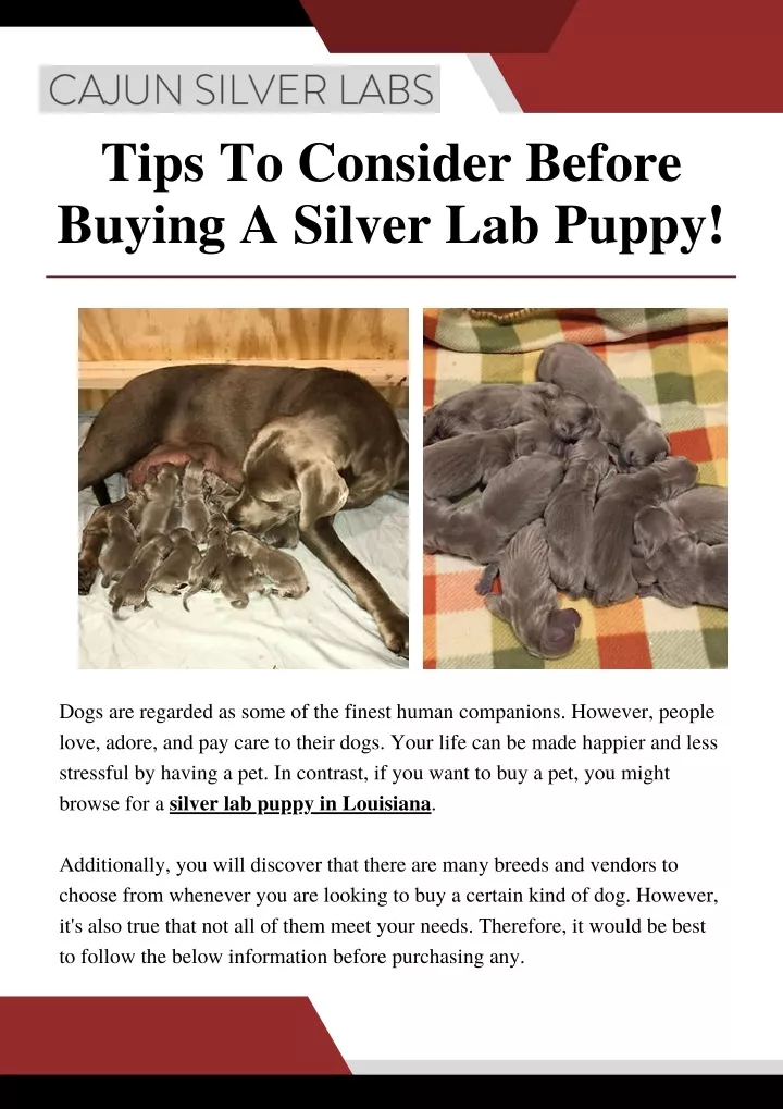 PPT Things To Consider Before Buying A Silver Lab Puppy in Louisiana PowerPoint Presentation