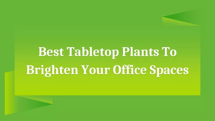 best tabletop plants to brighten your office spaces