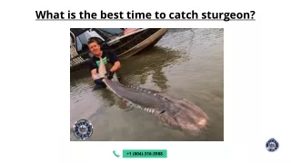 What is the best time to catch sturgeon? - Kilby Lodge