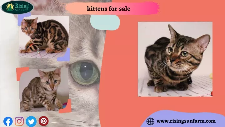 kittens for sale